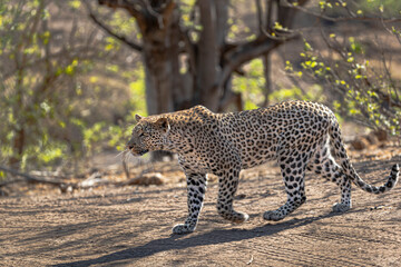 Leopard patrolling