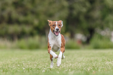 Basenji running in the field on lure coursing competition