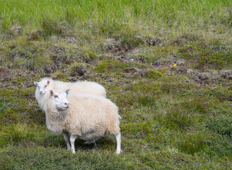 Sheep with lamb on the icelandic countryside