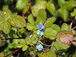 Papillon Azuré   Bleu Céleste sur fleur de myosotis