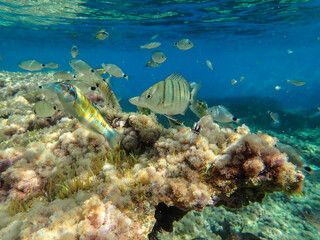 Wonderful and beautiful underwater world with corals and tropical fish. beautiful fish