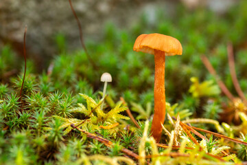 Tiny mushroom growing in moss