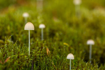Tiny mushroom growing in moss