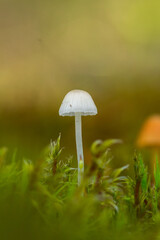 Tiny mushroom growing in moss