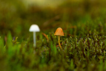 Tiny mushrooms growing in moss