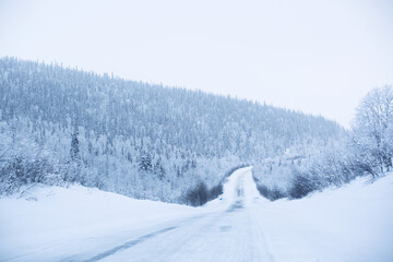 Snowy road surrounded by pine trees