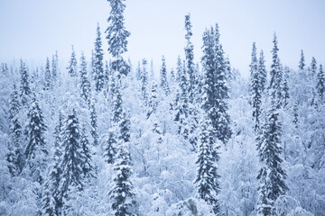 Snow covered trees in Lapland