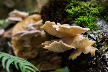Oyster mushrooms growing on a tree