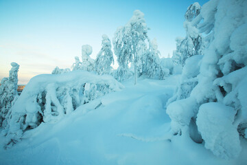 Obraz premium Beautiful forest in snow