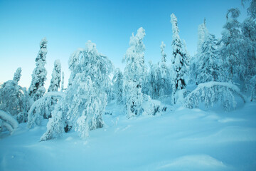 Beautiful forest in snow