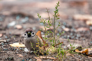 Eurasian tree sparrow (Passer montanus)