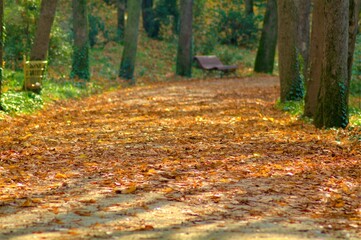 path in the forest with sunlight shadows on the ground, fall, sunset, sunrise, woods, orange