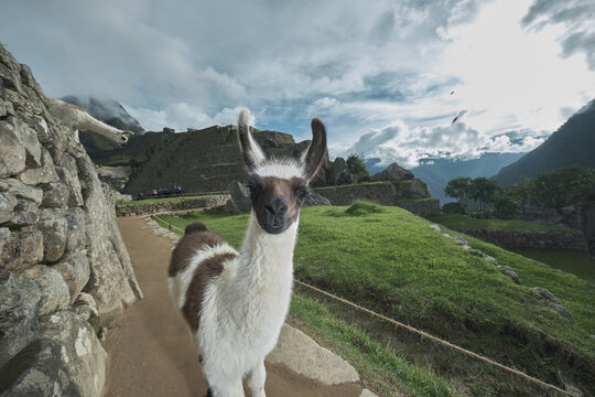 Llamas de Machu Picchu