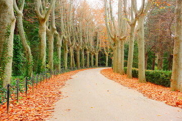 trees in autumn with orange leaves on the grass, red, park, high trees