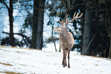 Naklejka na ściany i meble Majestic red deer, cervus elaphus, observing in forest winter nature. Magnificent stag stabding on snowy field. Brown wild mammal walking on white glade.