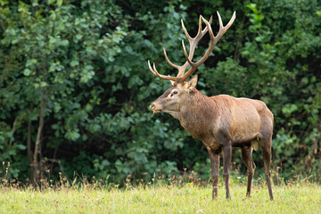 Dominant red deer, cervus elaphus, stag standing on a glade from front view with copy space. Summer nature scenery with large brown mammal looking aside to copy space.