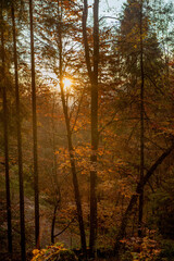 Fototapeta na wymiar the forest in autumn