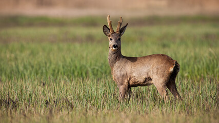 Naklejka na ściany i meble Interested roe deer, capreolus capreolus, buck watching on a meadow with green grass in springtime. Animal wildlife with new antlers covered in velvet standing on a sunlit hay field with copy space.