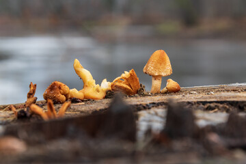 Yellow mushrooms on the strain in December