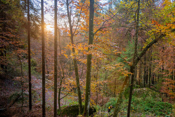 Fototapeta na wymiar the forest in autumn