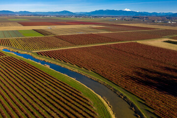 Fototapeta na wymiar Bright Red Blueberry Bushes In Rows in the Skagit Valley. In their winter color this aerial view of the blueberry farm makes for an interesting pattern found in this agricultural area of Washington.