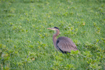 Great Blue Heron In A Farmers Field. This stately heron with its subtle blue-gray plumage often stands motionless as it scans for prey or wades belly deep with long, deliberate steps.
