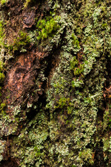 Rough moss on bark texture