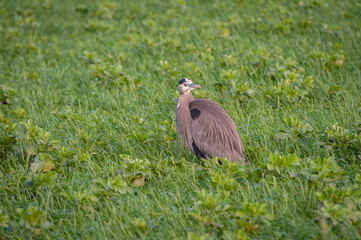 Great Blue Heron In A Farmers Field. This stately heron with its subtle blue-gray plumage often stands motionless as it scans for prey or wades belly deep with long, deliberate steps.