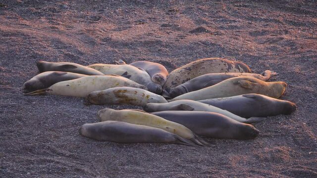 Group of Elephant seals, resting on a beach in Patagonia, during sunrise - Mirounga Leonina
