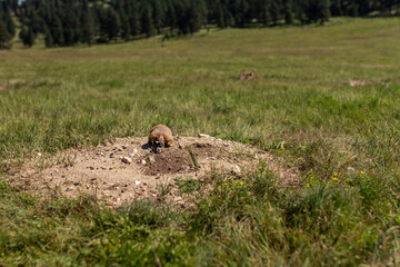 Close up of prairie dog in wavy landscape of Wind caves national park in america