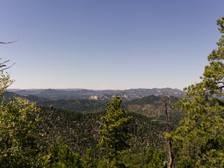 Panorama view of wavy landscape of recovering forest after forest fire in america nature