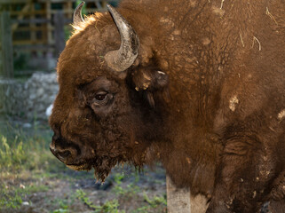 European bison (Bison bonasus), also known as the wisent. Muzzle of an animal at close range. © Piotr