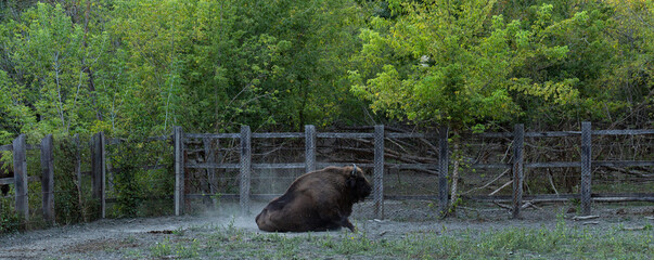 Bison bonasus, also known as the wisent. European bison rolling in the dust. The existence of an...