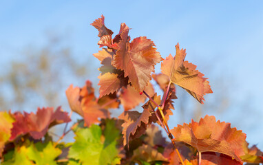 Vine against the blue sky. Vineyards in the autumn with red foliage. Viticulture. Winemaking.