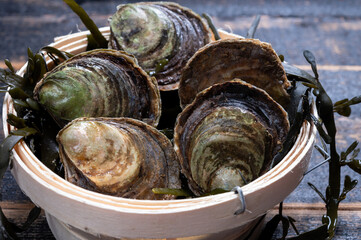 Fresh raw European flat oyster grown in Brittany in Belon river, France