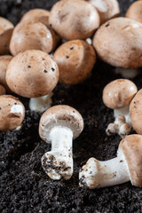 Brown champignons mushrooms growing in underground caves in Kanne, Belgium
