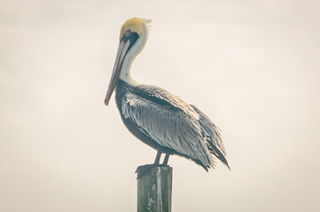 A pelican on a post