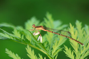 Tiny dragonflies perches on the leaves of wild plants, North China