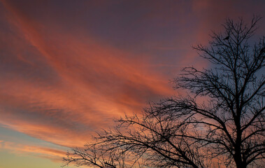 Fototapeta na wymiar Bird in Tree at Sunset