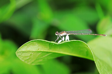 Tiny dragonflies perches on the leaves of wild plants, North China