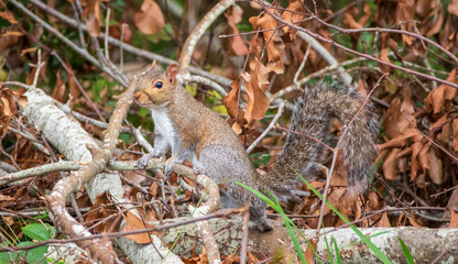 Squirrel in the Forest