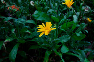 Fototapeta premium yellow flowers