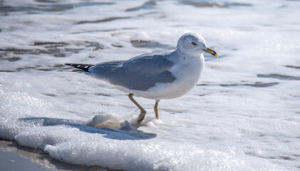 Seagull in the Surf