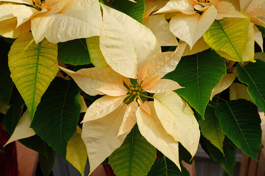 White Cream Poinsettias Flowers In The Christmas Holiday Season