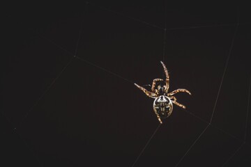 spider on the web