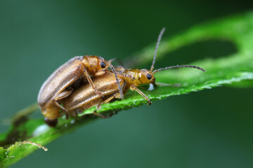 Leaf beetles inhabit wild plants in North China