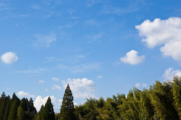 秋の青空を背景に森を見る	