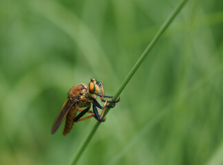 Robber fly is holding on a plant stem. Facing right.