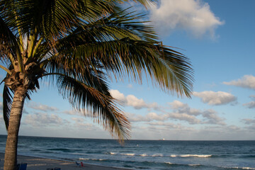 Palm tree in front of ocean in Fort Lauderdale, Florida