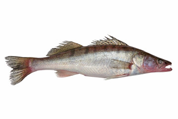 Pike perch fish of Azov sea isolated on a white.